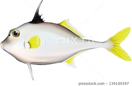 魚類插圖：“Gima”（一種魚），向量格式，白色背景。 139189397
