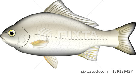 魚類插圖：鯽魚（銀鯽、普通鯽魚），向量格式，白色背景上的單張圖片。 139189427