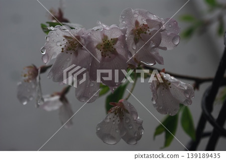 A close-up of pale pink cherry blossoms (Satozakura) wet with rain and large raindrops. A close-up of pale pink cherry blossoms (Satozakura) wet with rain and large raindrops. 139189435
