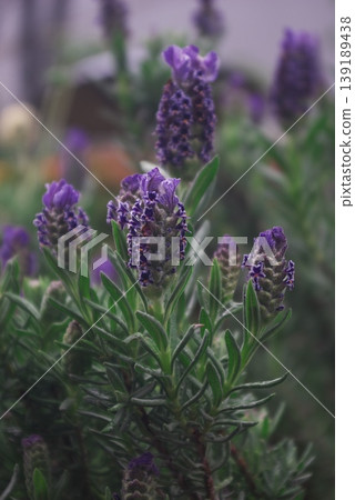 A close-up of the blooming purple flower spikes and slender green leaves of French lavender. A close-up of the blooming purple flower spikes and slender green leaves of French lavender. 139189438
