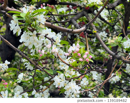 Apple tree branch with white blossoms and pink buds in spring. Fruit tree flowering, orchard growth, pollination process, and botanical seasonal detail. Apple tree branch with white blossoms and pink buds in spring. Fruit tree flowering, orchard growth, pollination process, and botanical seasonal detail. 139189482