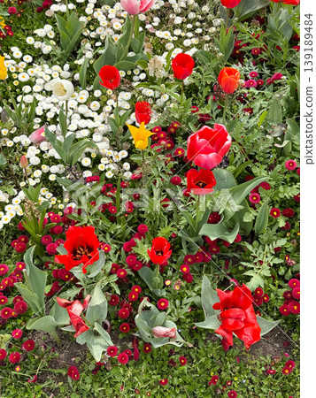 Close view of tulip flowers with yellow red and white petals in bloom. Spring flowering, garden composition, botanical detail, and ornamental plant diversity. Close view of tulip flowers with yellow red and white petals in bloom. Spring flowering, garden composition, botanical detail, and ornamental plant diversity. 139189484