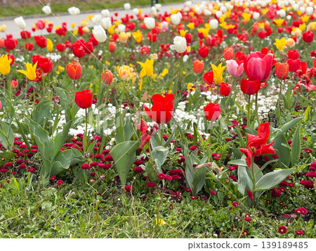 Tulip flowerbed with red yellow and white blooms in a landscaped garden. Seasonal planting, ornamental horticulture, urban park design, and spring floral diversity. 139189485