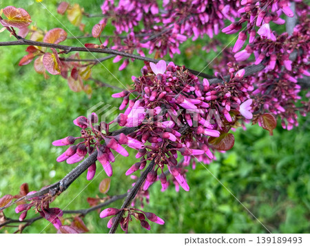 Cercis tree branch covered with pink blossoms and young leaves in spring. Ornamental flowering, botanical detail, seasonal growth, and natural texture in garden environment. Cercis tree branch covered with pink blossoms and young leaves in spring. Ornamental flowering, botanical detail, seasonal growth, and natural texture in garden environment. 139189493