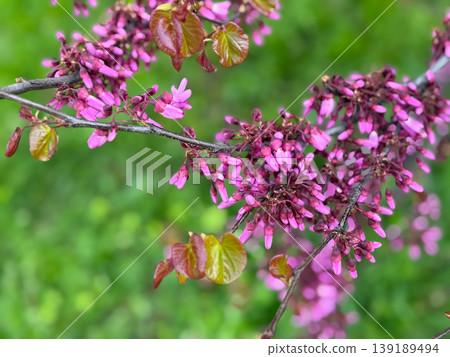 Cercis tree branch covered with pink blossoms and young leaves in spring. Ornamental flowering, botanical detail, seasonal growth, and natural texture in garden environment. Cercis tree branch covered with pink blossoms and young leaves in spring. Ornamental flowering, botanical detail, seasonal growth, and natural texture in garden environment. 139189494