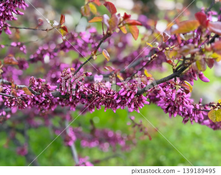Cercis tree branch covered with pink blossoms and young leaves in spring. Ornamental flowering, botanical detail, seasonal growth, and natural texture in garden environment. Cercis tree branch covered with pink blossoms and young leaves in spring. Ornamental flowering, botanical detail, seasonal growth, and natural texture in garden environment. 139189495