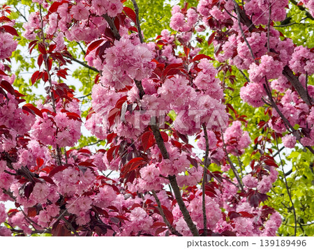 Sakura branches with dense pink blossoms spreading widely under a bright sky. Spring bloom, floral canopy, ornamental tree growth, and seasonal botanical abundance. Sakura branches with dense pink blossoms spreading widely under a bright sky. Spring bloom, floral canopy, ornamental tree growth, and seasonal botanical abundance. 139189496