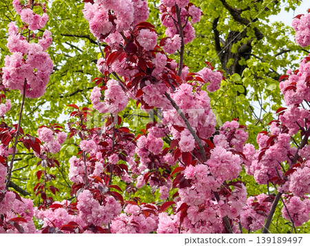 Close view of sakura branches filled with pink blossoms against a bright sky. Spring flowering, botanical texture, ornamental tree detail, and seasonal natural pattern. 139189497