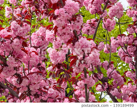 Sakura branches covered with pink blossoms reaching across a bright sky. Spring bloom, floral canopy, ornamental tree growth, seasonal change, and botanical richness. Sakura branches covered with pink blossoms reaching across a bright sky. Spring bloom, floral canopy, ornamental tree growth, seasonal change, and botanical richness. 139189499