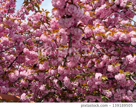 Sakura branches with dense pink blossoms spreading widely under a bright sky. Spring bloom, floral canopy, ornamental tree growth, and seasonal botanical abundance. Sakura branches with dense pink blossoms spreading widely under a bright sky. Spring bloom, floral canopy, ornamental tree growth, and seasonal botanical abundance. 139189505