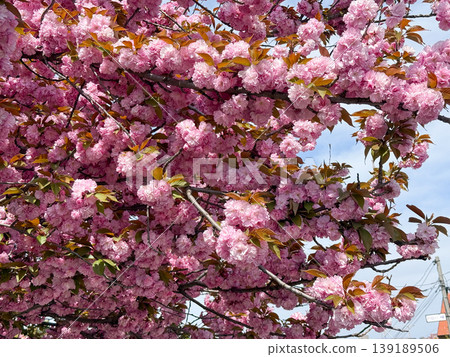 Close view of sakura branches filled with pink blossoms against a bright sky. Spring flowering, botanical texture, ornamental tree detail, and seasonal natural pattern. Close view of sakura branches filled with pink blossoms against a bright sky. Spring flowering, botanical texture, ornamental tree detail, and seasonal natural pattern. 139189506