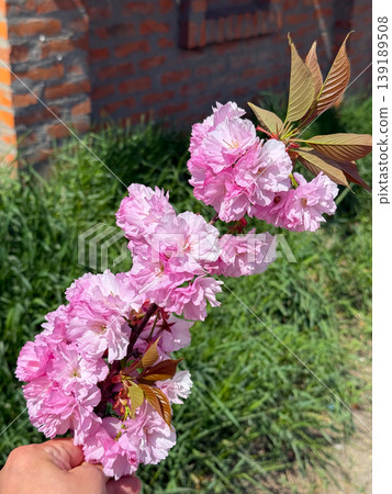 Hand holding a cherry blossom branch with soft pink flowers near grass and brick wall. Human interaction, floral detail, spring season, and ornamental tree appreciation. Hand holding a cherry blossom branch with soft pink flowers near grass and brick wall. Human interaction, floral detail, spring season, and ornamental tree appreciation. 139189508