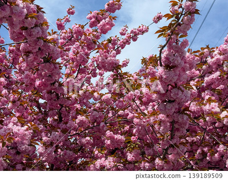 Sakura branches covered with pink blossoms reaching across a bright sky. Spring bloom, floral canopy, ornamental tree growth, seasonal change, and botanical richness. Sakura branches covered with pink blossoms reaching across a bright sky. Spring bloom, floral canopy, ornamental tree growth, seasonal change, and botanical richness. 139189509