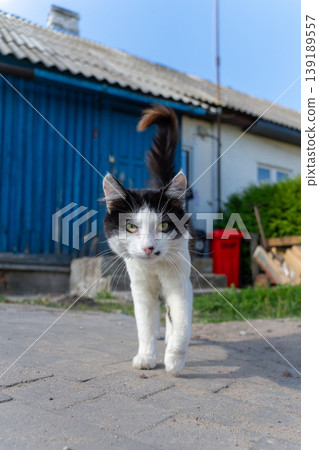 A black and white tuxedo cat walking forward on a paved path A black and white tuxedo cat walking forward on a paved path 139189557