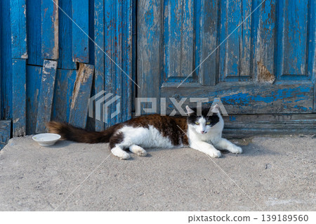 Lone black and white stray cat with yellow-green eyes lying on gray concrete step 139189560