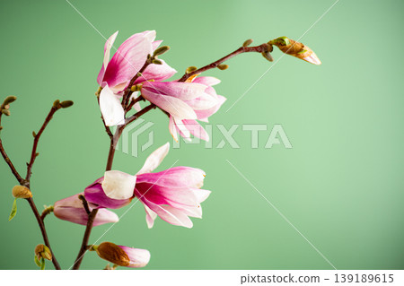 delicate pink magnolia blossoms on soft green background 139189615