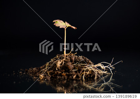 new life tree peony seedling emerging from earth minimal composition 139189619