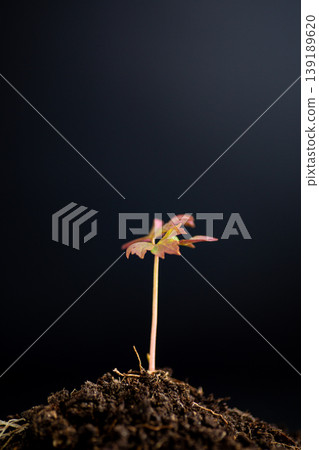 eco concept young tree peony sprout with natural growth symbolism eco concept young tree peony sprout with natural growth symbolism 139189620