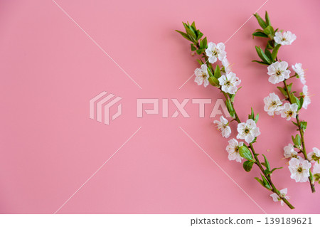 delicate white cherry blossom branches on soft pink background delicate white cherry blossom branches on soft pink background 139189621