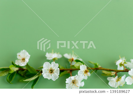 elegant cherry blossom branch with soft green natural background elegant cherry blossom branch with soft green natural background 139189627