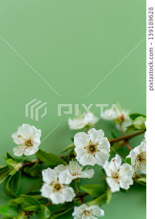 blooming cherry branch with fresh leaves on green pastel background blooming cherry branch with fresh leaves on green pastel background 139189628