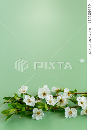 blooming cherry branch with fresh leaves on green pastel background blooming cherry branch with fresh leaves on green pastel background 139189629
