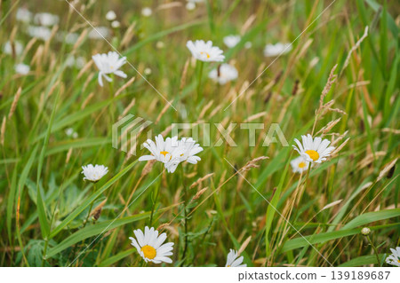 [Wakkanai City] Dandelions blooming along the roadside 139189687