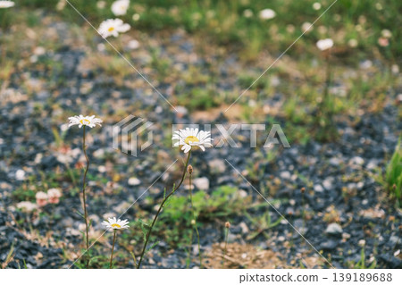 [Wakkanai City] Dandelions blooming along the roadside 139189688