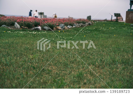 [Wakkanai City] Wildflowers blooming at Cape Soya, Japan's northernmost point 139189723