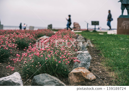 [Wakkanai City] Wildflowers blooming at Cape Soya, Japan's northernmost point 139189724
