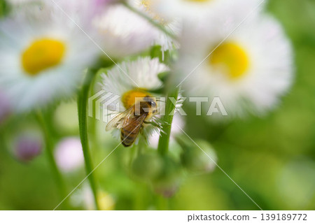 Erigeron annuus flowers and honeybees Erigeron annuus flowers and honeybees 139189772