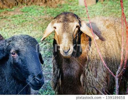Black sheep and brown sheep gaze directly at the viewer Black sheep and brown sheep gaze directly at the viewer 139189858