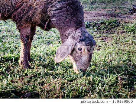A sheep eats grass in a quiet field A sheep eats grass in a quiet field 139189860