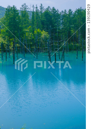[Blue Pond] A beautiful, deep blue pond in Biei Town, Hokkaido. 139190429