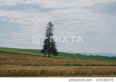 [Biei Town Tree] Summer Christmas Tree - Hokkaido 139190559