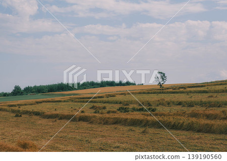 [Biei Town Tree] Summer Christmas Tree - Hokkaido 139190560