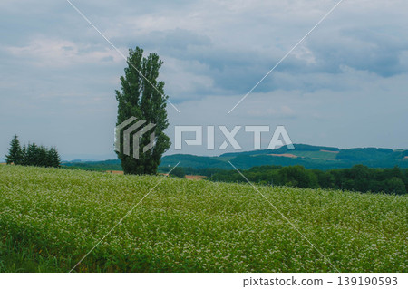 [Biei Town Tree] Ken and Mary's Tree - Summer in Hokkaido 139190593