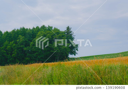 [Biei Town Tree] Ken and Mary's Tree - Summer in Hokkaido 139190608