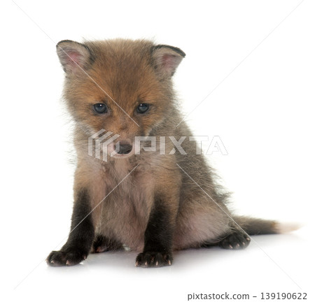 sleeping fox cub sleeping fox cub 139190622