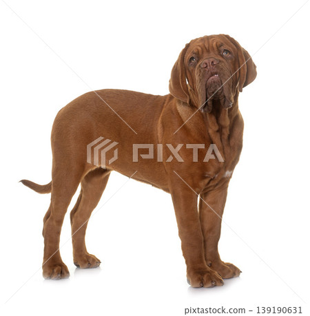 puppy Dogue de Bordeaux puppy Dogue de Bordeaux 139190631