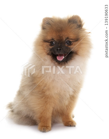 young pomeranian dog young pomeranian dog 139190633