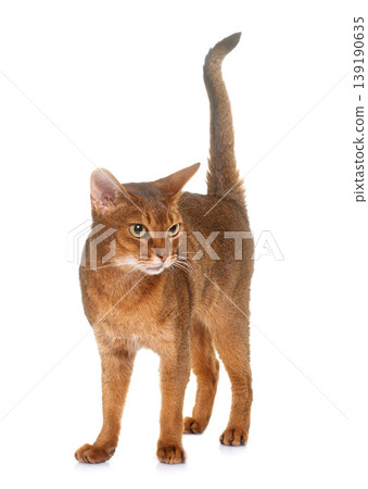 Abyssinian cat in studio Abyssinian cat in studio 139190635