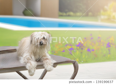 Pyrenean Sheepdog in nature Pyrenean Sheepdog in nature 139190637