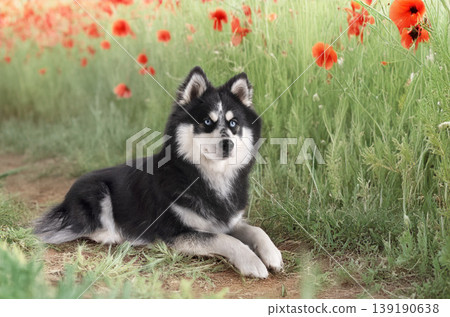Pomsky in nature Pomsky in nature 139190638