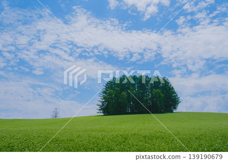 [Biei Town Tree] Mild Seven Hill 139190679