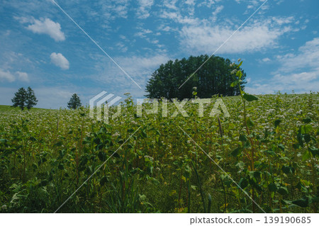 [Biei Town Tree] Mild Seven Hill 139190685