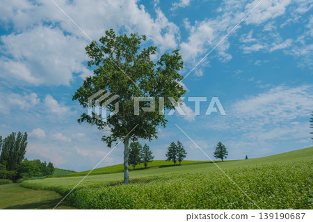 [Biei Town Tree] Mild Seven Hill 139190687