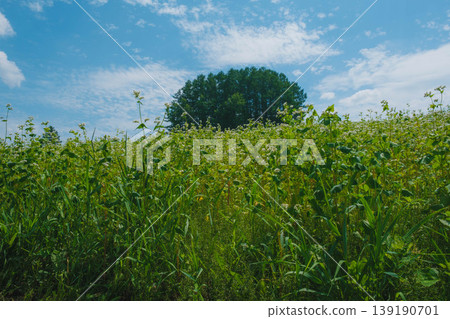 [Biei Town Tree] Mild Seven Hill 139190701