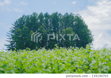[Biei Town Tree] Mild Seven Hill 139190705