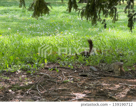 Brown squirrel moving through grass under tree branches in park. Wildlife activity, foraging behavior, natural habitat, ground texture, seasonal greenery, and quiet ecosystem balance. 139190712